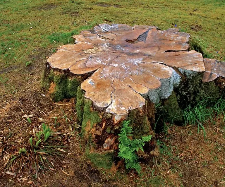 Stumps removal Noosa