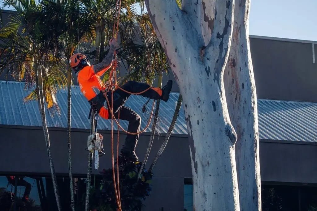 Tree care Mooloolaba