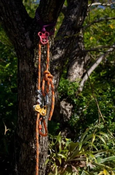 Tree care Noosa