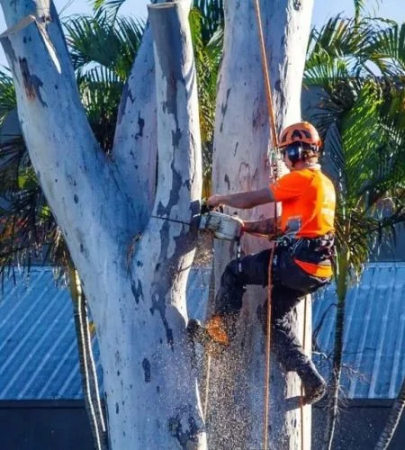 Tree maintenance Noosa QLD