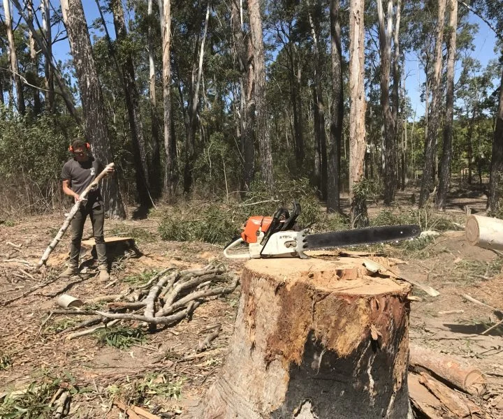 Vegetation management Noosa