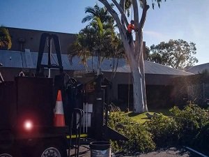 arborist redlands