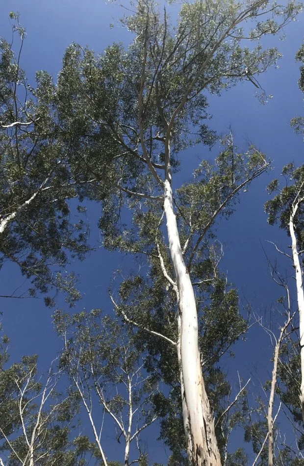 Crown Thinning Redlands