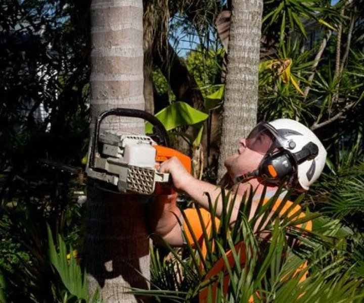 Palm Tree Trimming Redlands