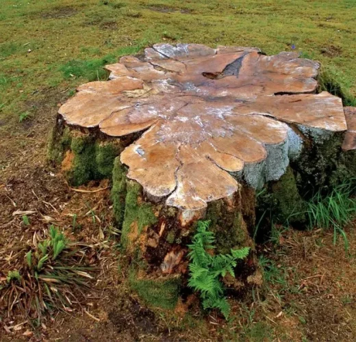 Stump grinding Redlands