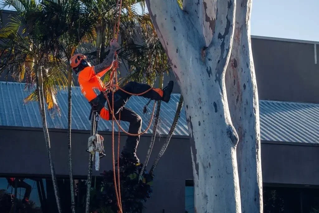 Arborist Tree Lopping Redlands 2 Tree care service Redlands
