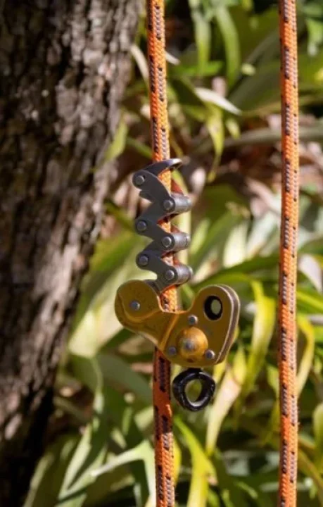 Tree Care Services Redlands