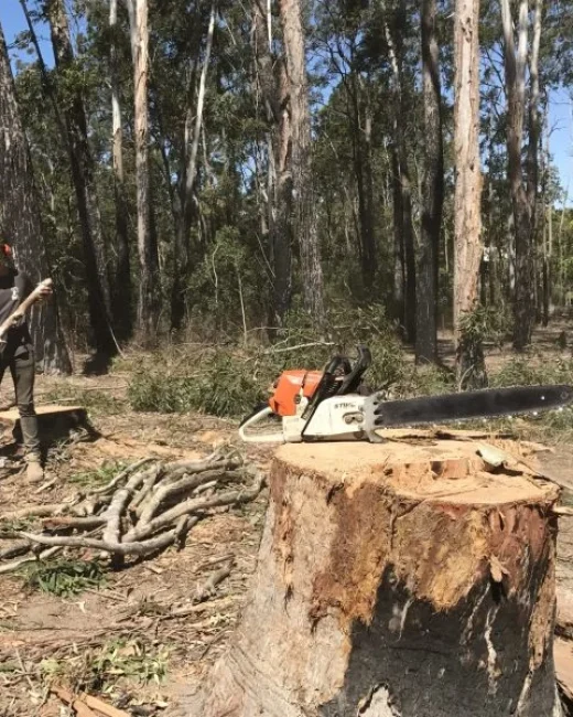 Tree felling Redlands