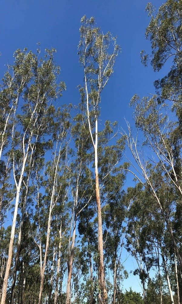 Arborist Tree Lopping Redlands 5 Tree Health Redlands