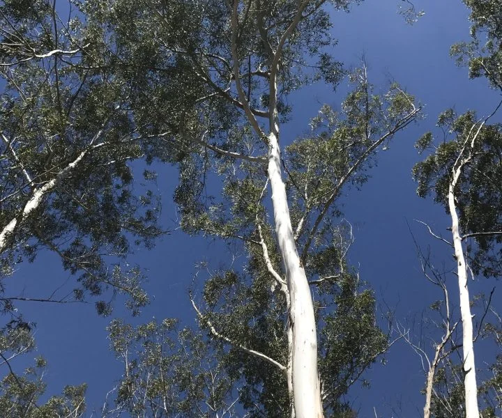 Tree inspection Redlands