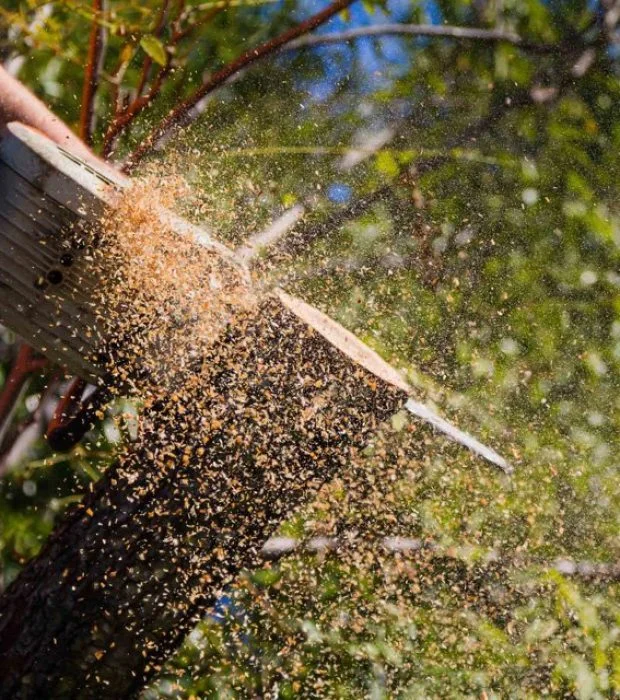 Tree Loppers Redlands