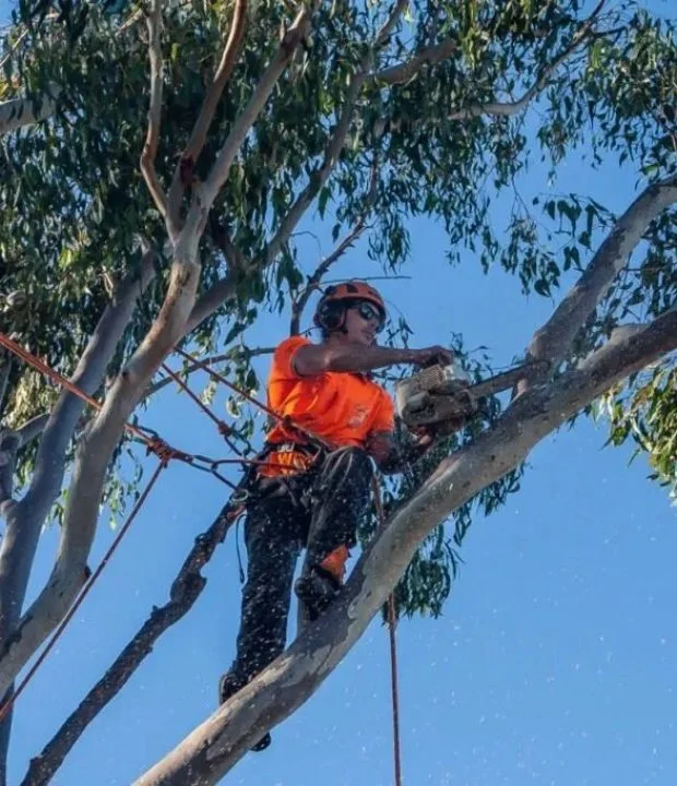 Tree Pruners Redlands