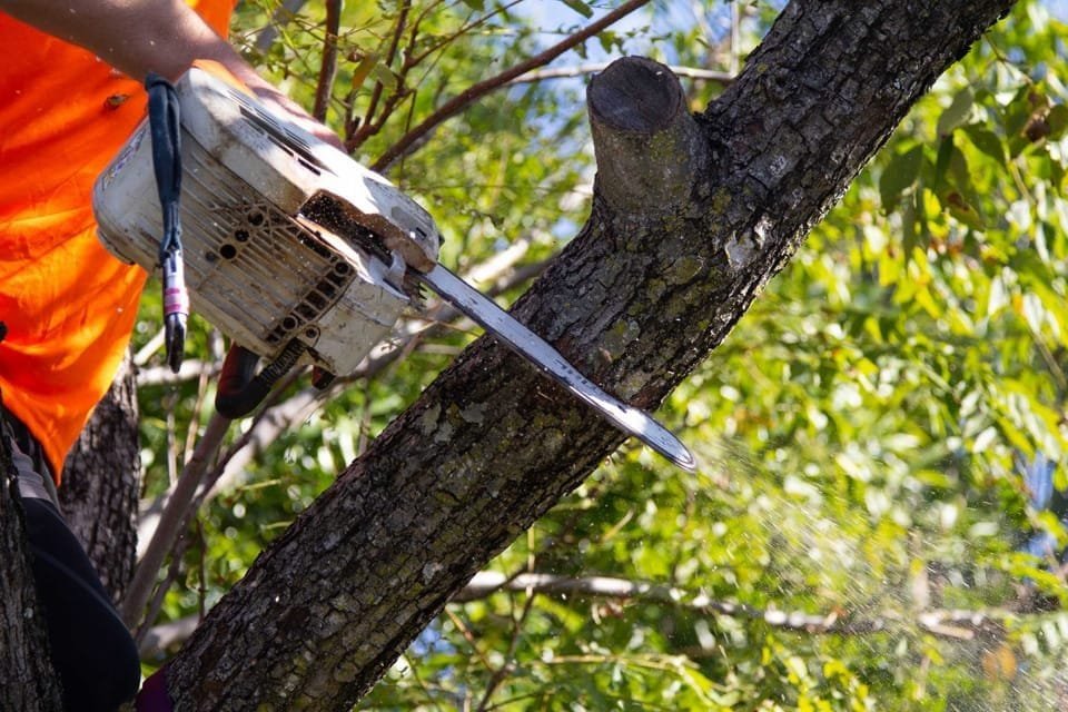 Tree Removal Service Redlands