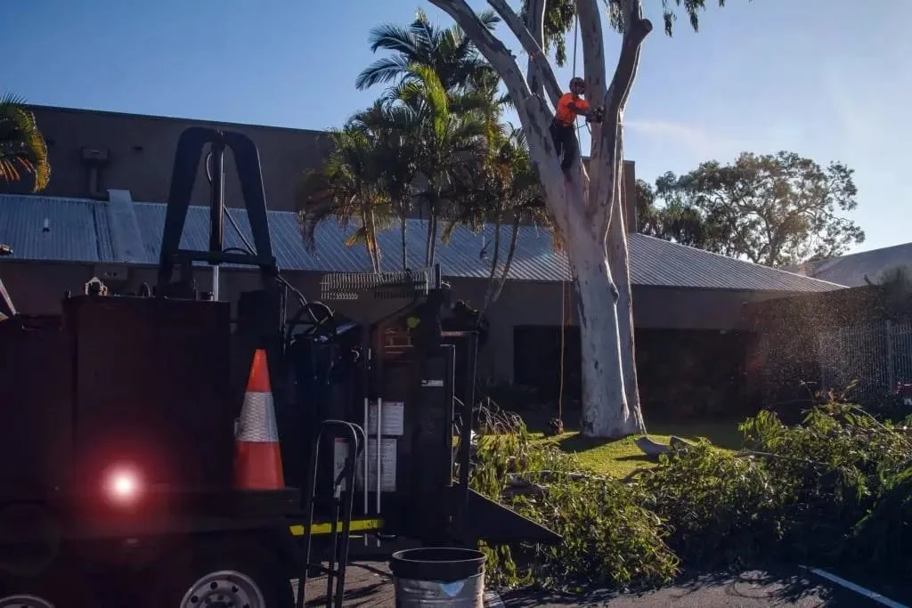 Tree service Redlands