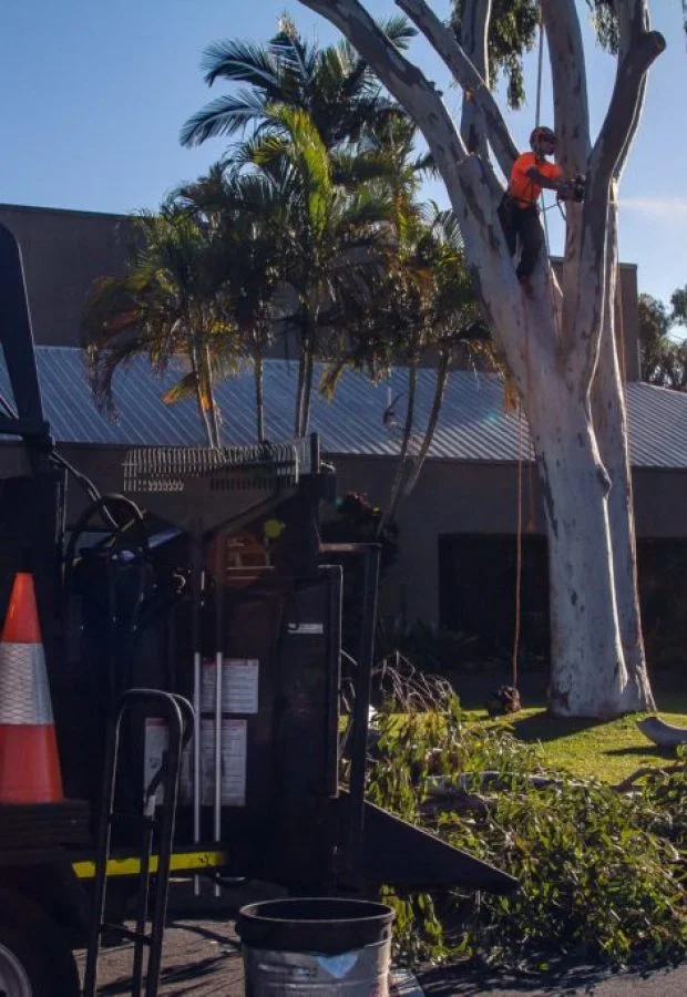 Tree Services Redlands