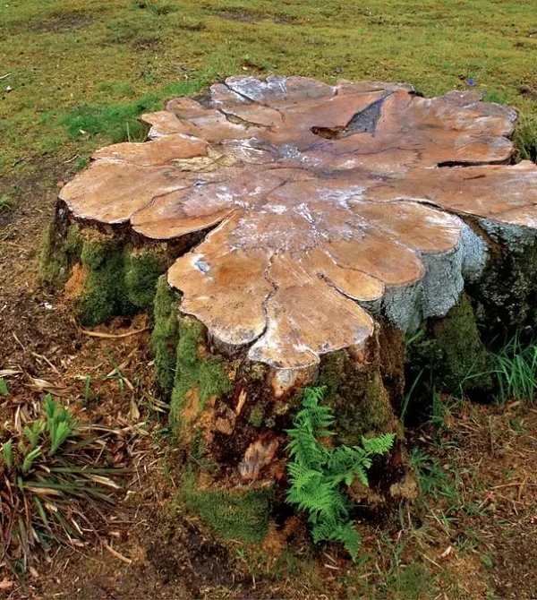 Tree Stump Grinding Redlands