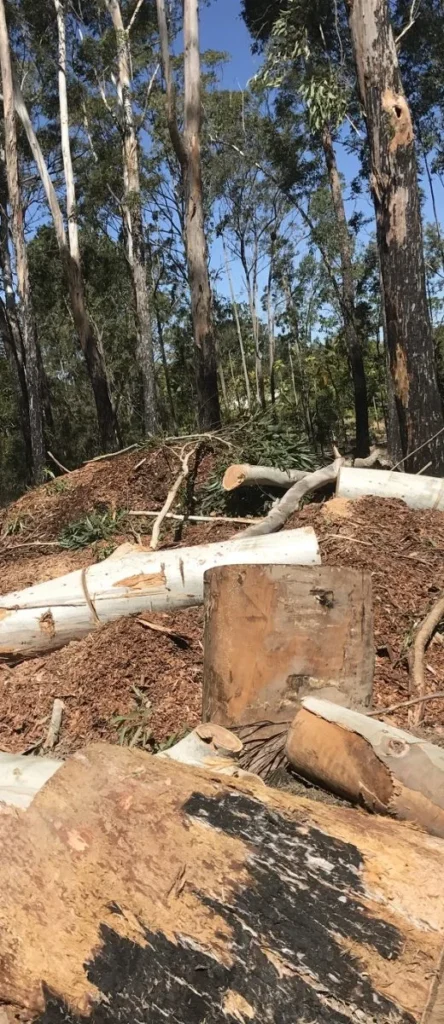 Tree Stump Removal Redlands