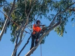 Tree trimming Redlands