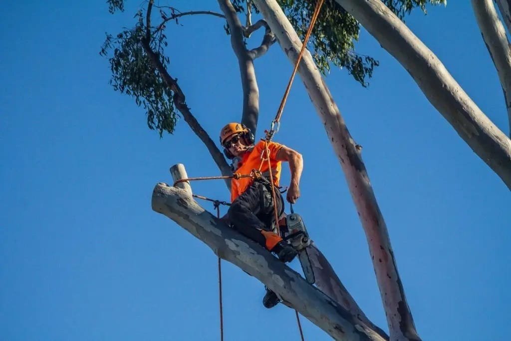 Tree Trimming Service Redlands