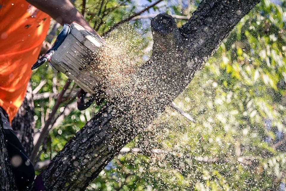 Trees Pruned Redlands
