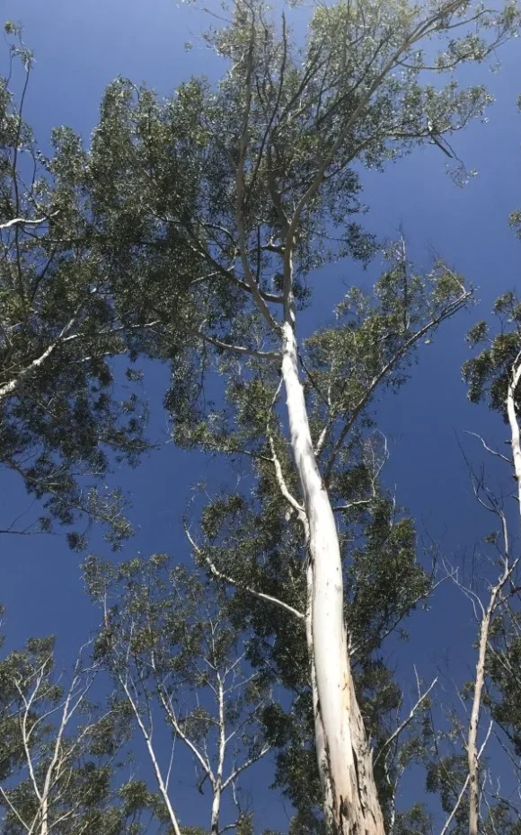 Crown Thinning Redlands