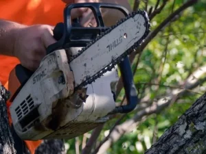 Hazardous tree removal Redlands