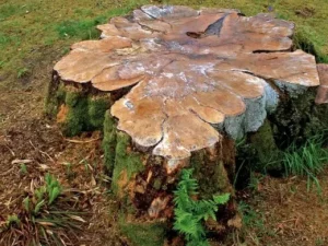 Stump grinding Redlands