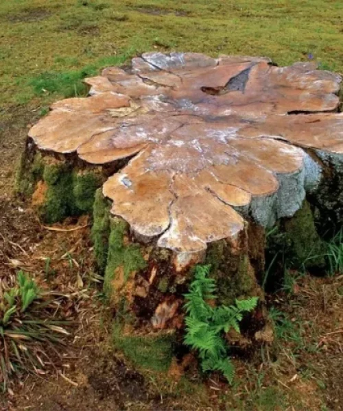 Stump grinding Redlands