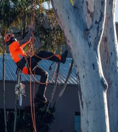 Tree care service Redlands