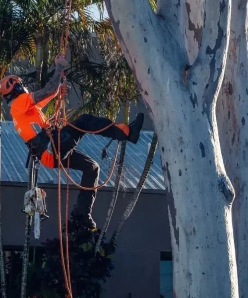 Tree care service Redlands