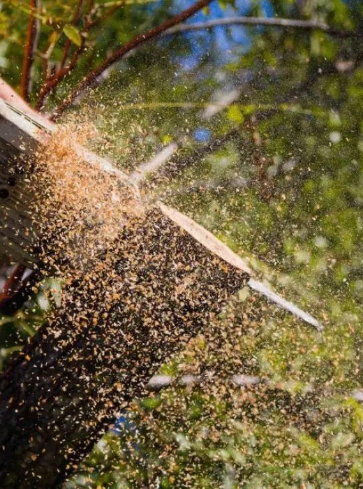 Tree Loppers Redlands