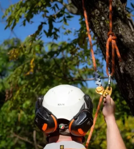 Tree Maintenance Service Redlands