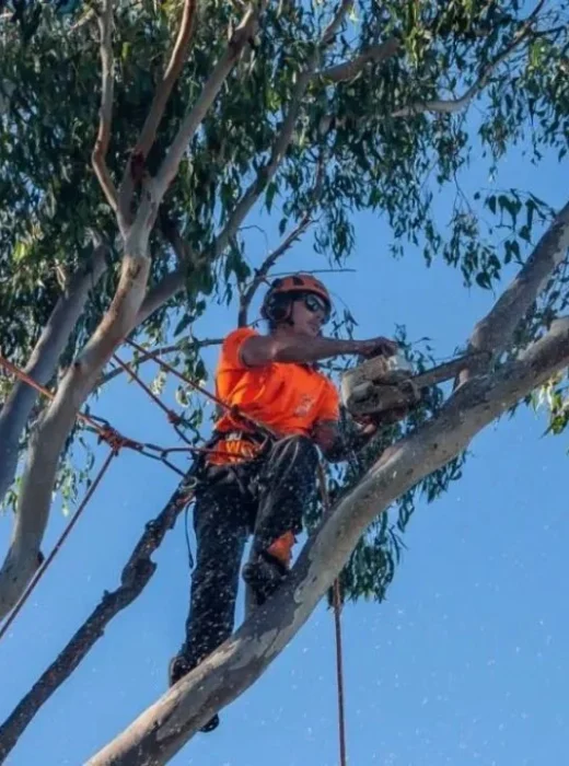 Tree Pruners Redlands
