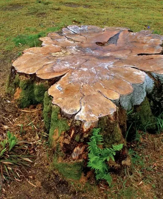 Tree Stump Grinding Redlands Tree Stump Grinding Redlands