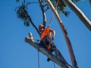Tree Trimming Service Redlands
