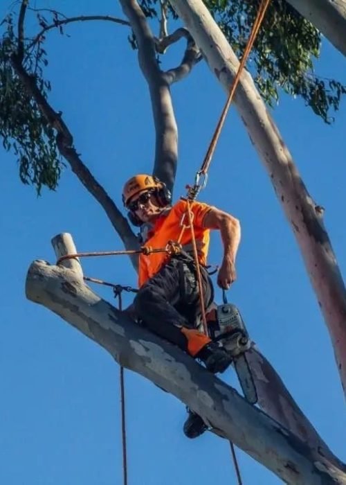 Tree Trimming Service Redlands