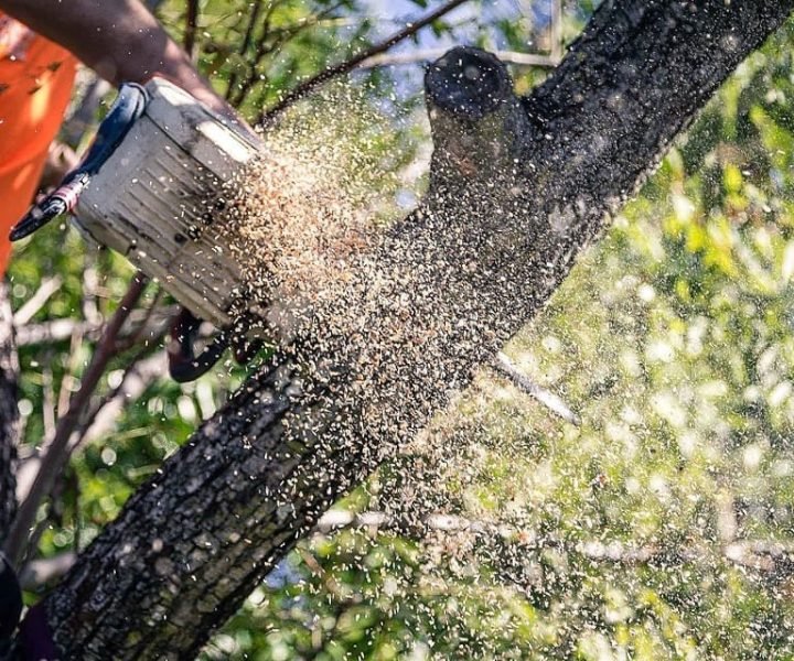 Trees Pruned Redlands
